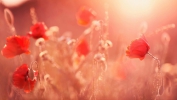 /gallery/poppy.jpg